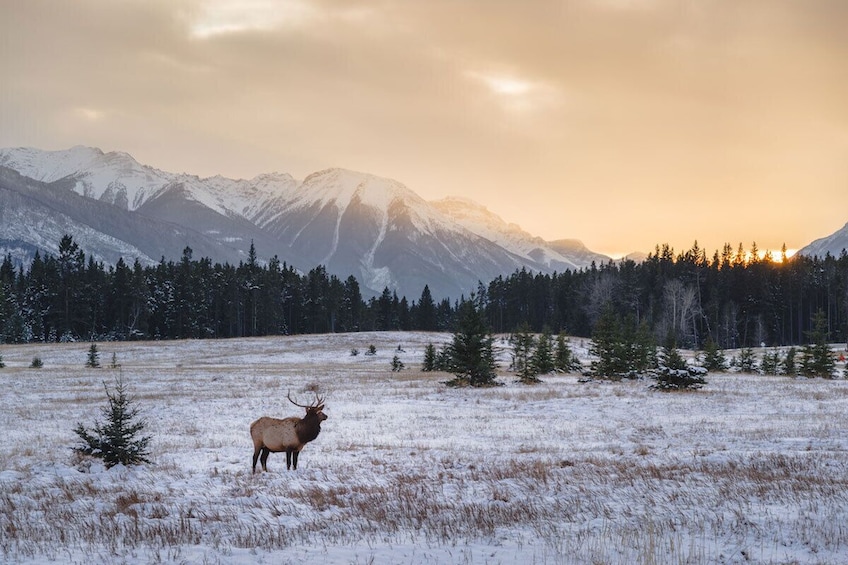 Discover Rocky Mountain National Park