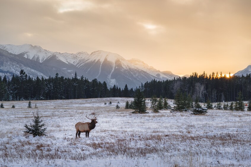 Rocky Mountain National Park Full-Day Tour