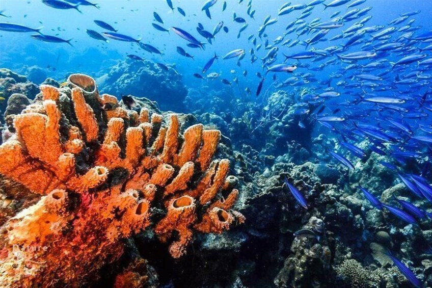 The reefs of the Cerro gordo in Spain