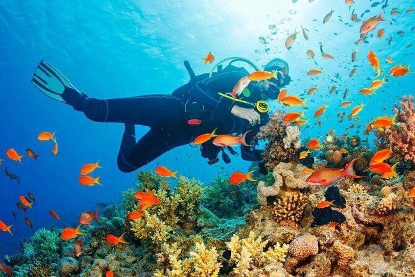 Your first diving experience in Spain, Costa del Sol, Costa Tropical