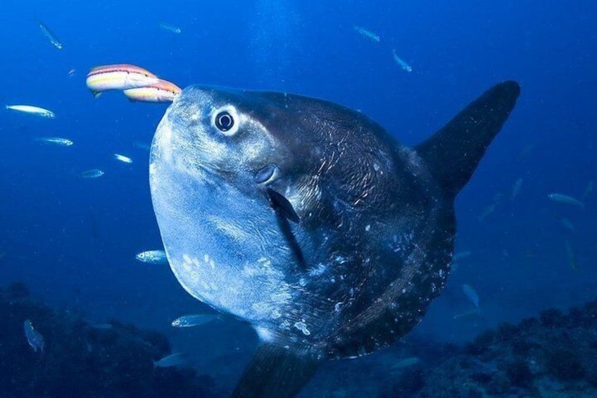 Are you going to see the Mola Mola?