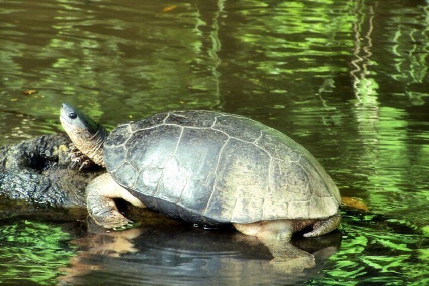 Day Trip from San Jose to Tortuguero National Park (Canals)