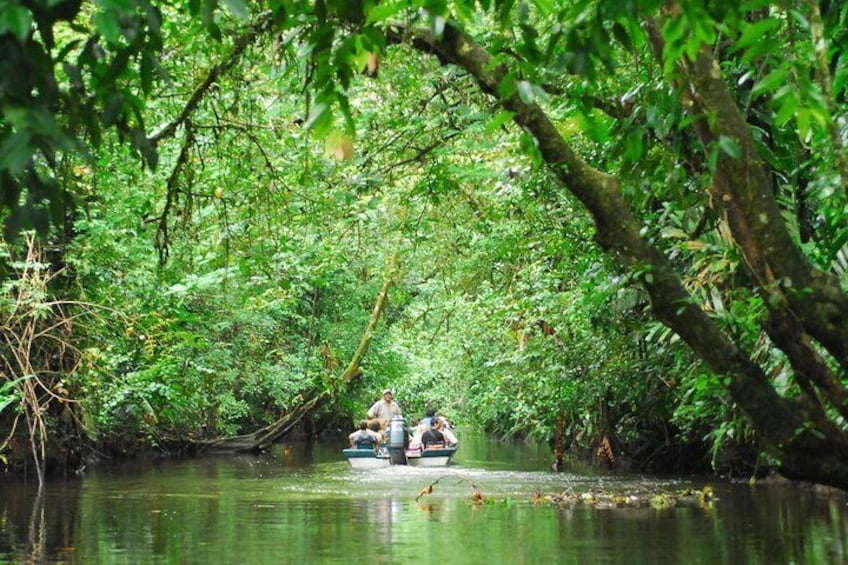 Day Trip from San Jose to Tortuguero National Park (Canals)