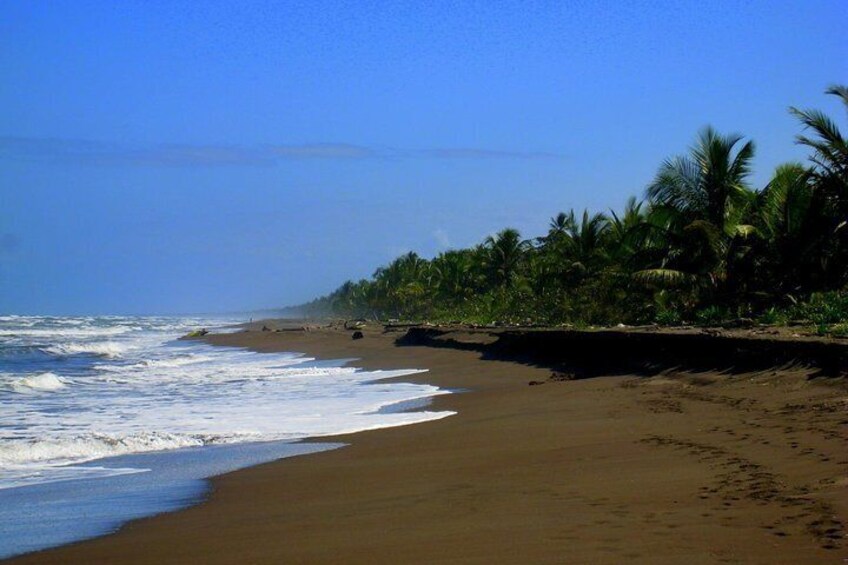 Day Trip from San Jose to Tortuguero National Park (Canals)