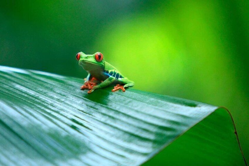 Day Trip from San Jose to Tortuguero National Park (Canals)