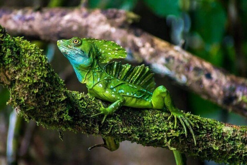 Day Trip from San Jose to Tortuguero National Park (Canals)