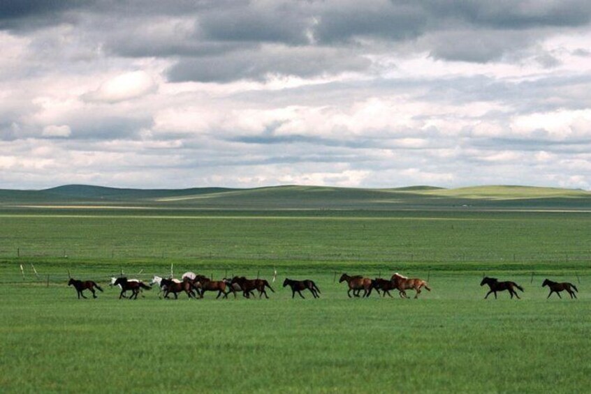 3Day Hulun Buir Prairie Private Tour in Your Way Summer and Fall