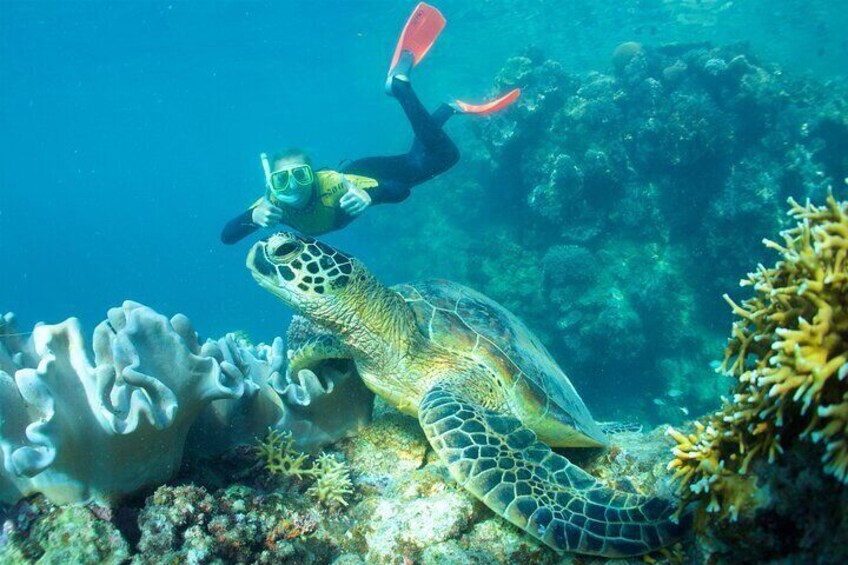 Whitsunday Islands Sail, SUP & Snorkel Day Tour