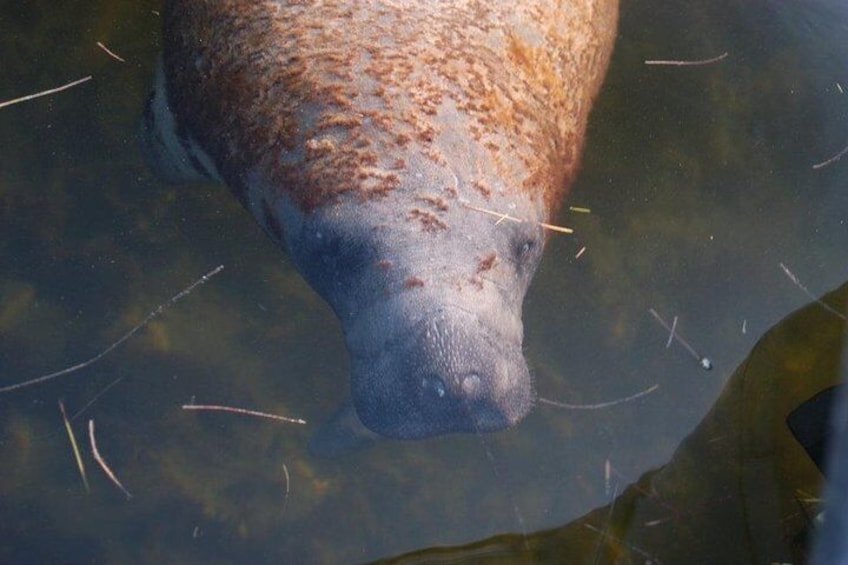 2 Hour Dolphin, Birding and Shelling Tour