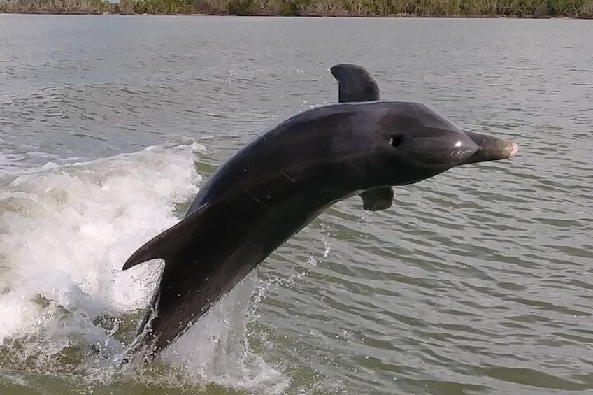 Playful Dolphin