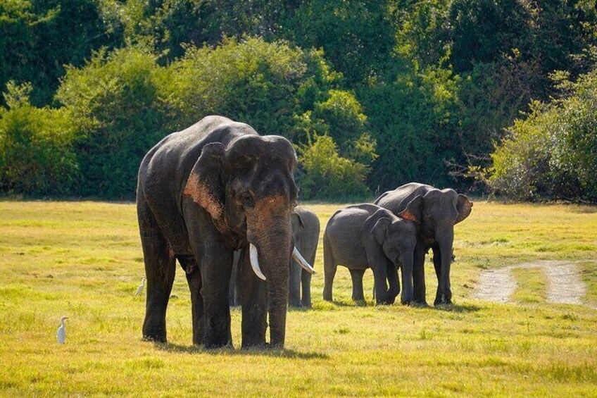 Minneriya National Park Elephant Safari with Hotel Pickup 