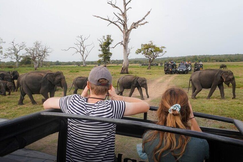 Minneriya National Park half day Safari in Sri Lanka