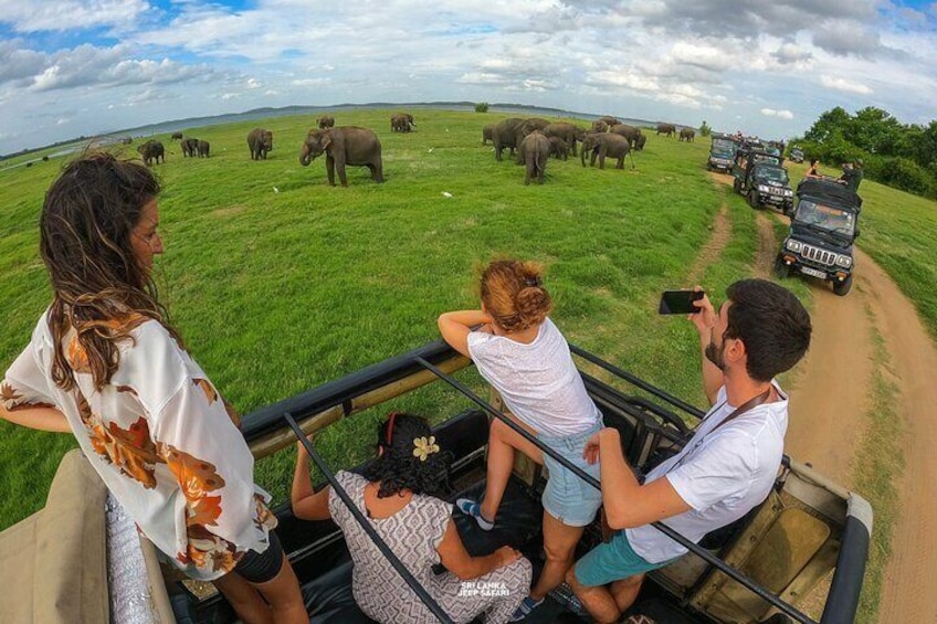 Minneriya National Park Elephant Safari with Hotel Pickup 