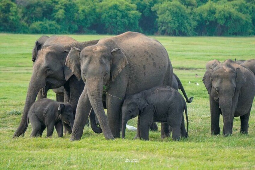 Minneriya National Park Elephant Safari with Hotel Pickup