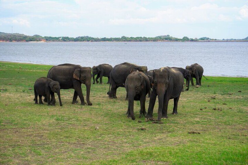 Minneriya National Park half day Safari in Sri Lanka