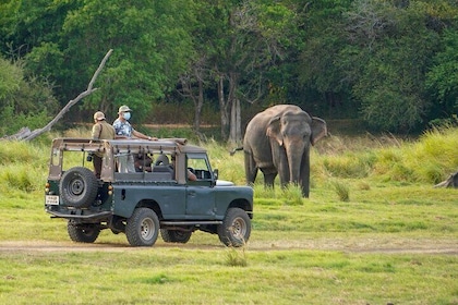 Minneriya National Park Wild Elephant Safari Sri Lanka