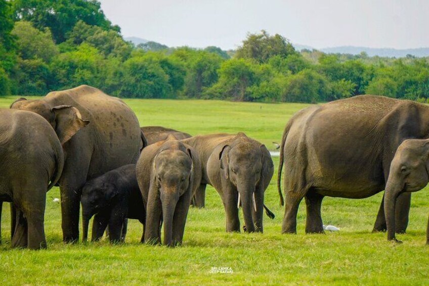Minneriya National Park Elephant Safari with Hotel Pickup