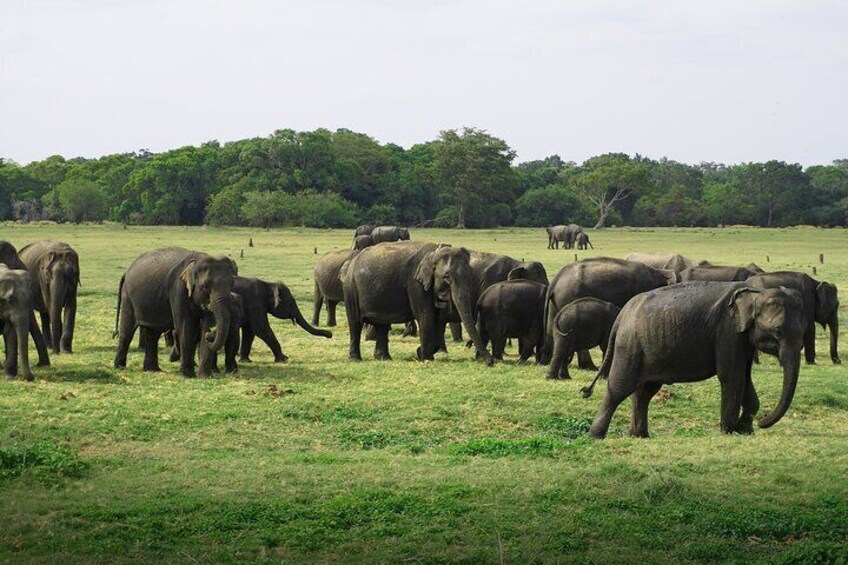 Minneriya National Park half day Safari in Sri Lanka