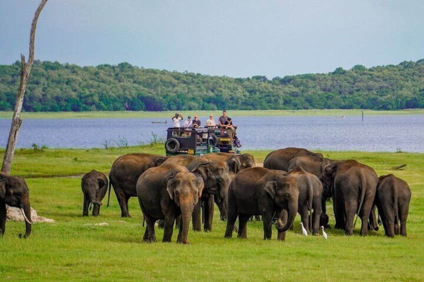 Minneriya National Park Half Day Luxury sunset Safari