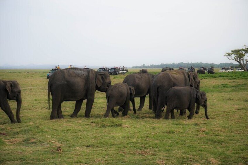 Kaudulla National Park half day Safari in Sri Lanka