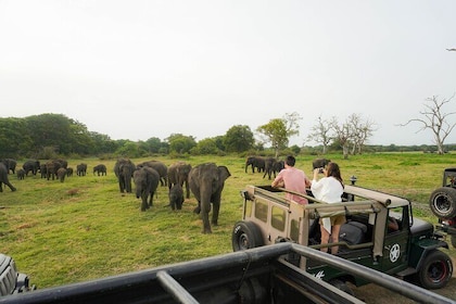 Kaudulla National Park Private Wildlife Safari at Golden Hour