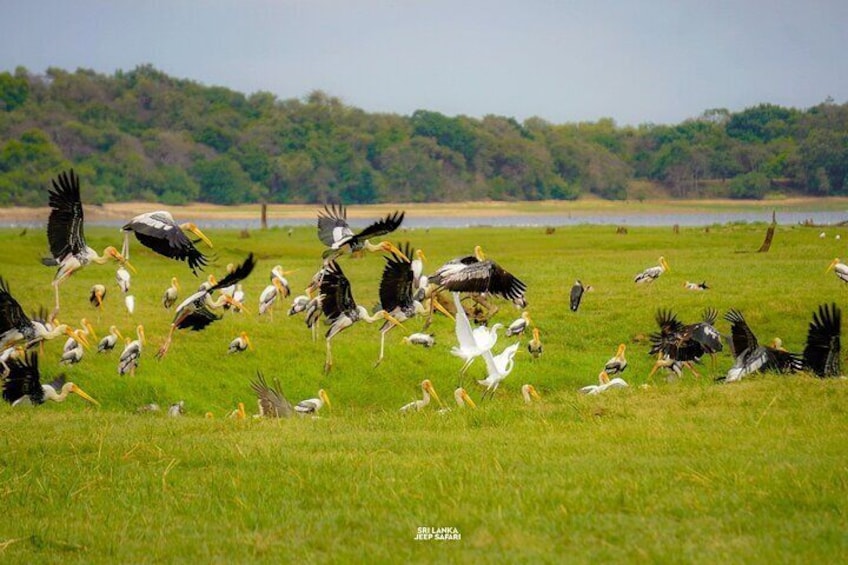 Kaudulla National Park Elephant Safari with Hotel pickup