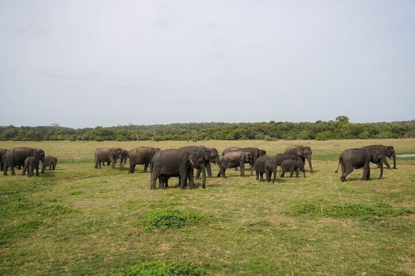 elephants