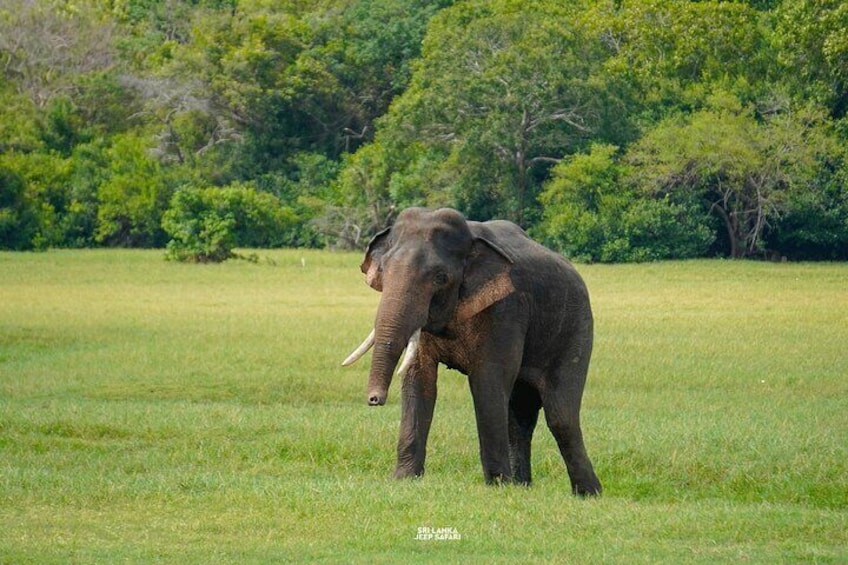 Kaudulla National Park Elephant Safari with Hotel pickup