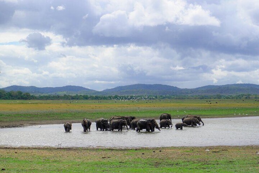 Elephant bath time