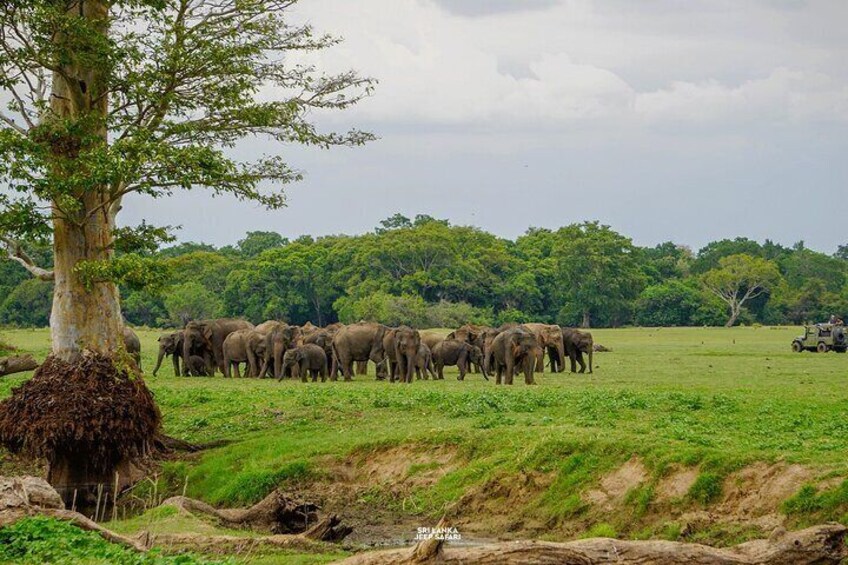 Kaudulla National Park Elephant Safari with Hotel pickup