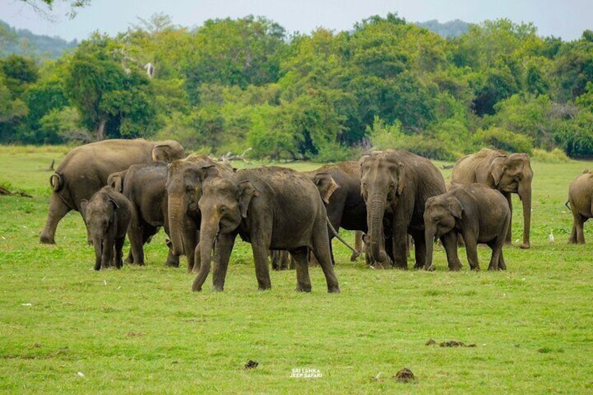 Kaudulla National Park Elephant Safari with Hotel pickup