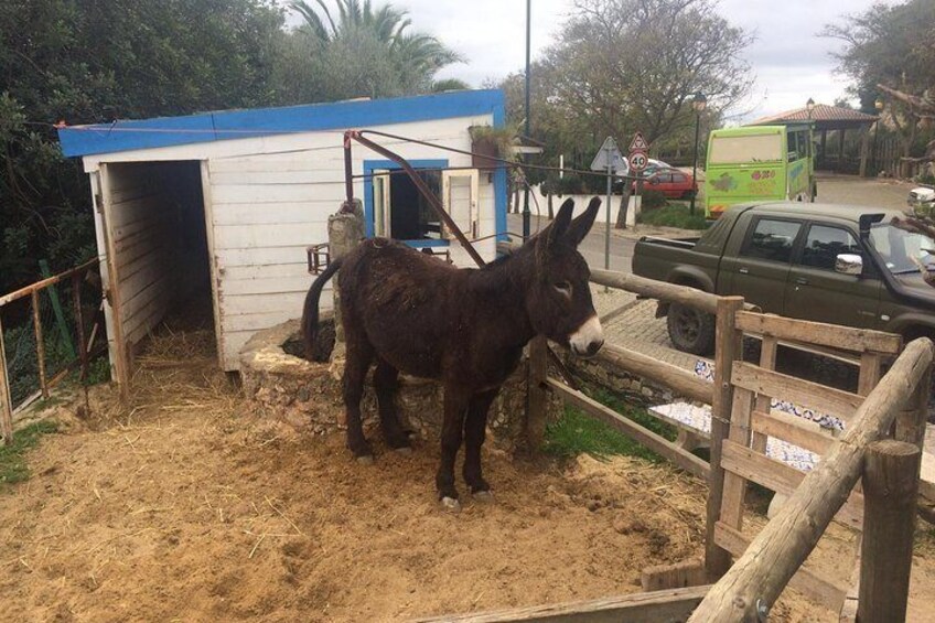 Jeep Safari, see the local farm animals