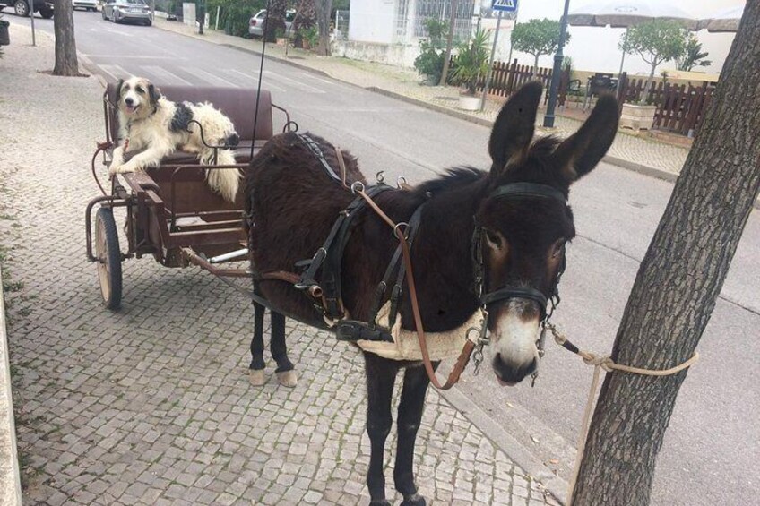 Jeep Safari, see the local farm animals