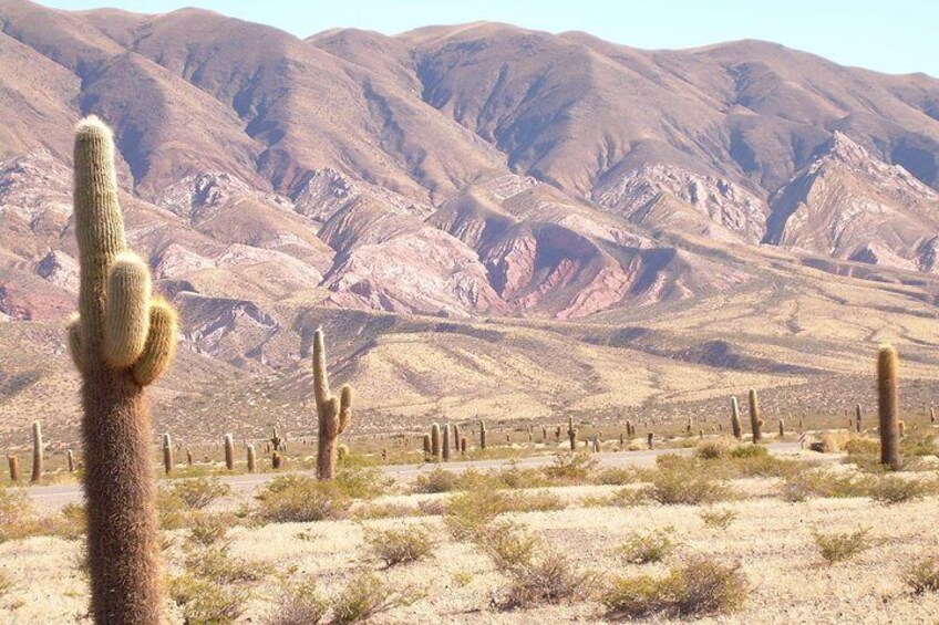 Los Cardones National Park