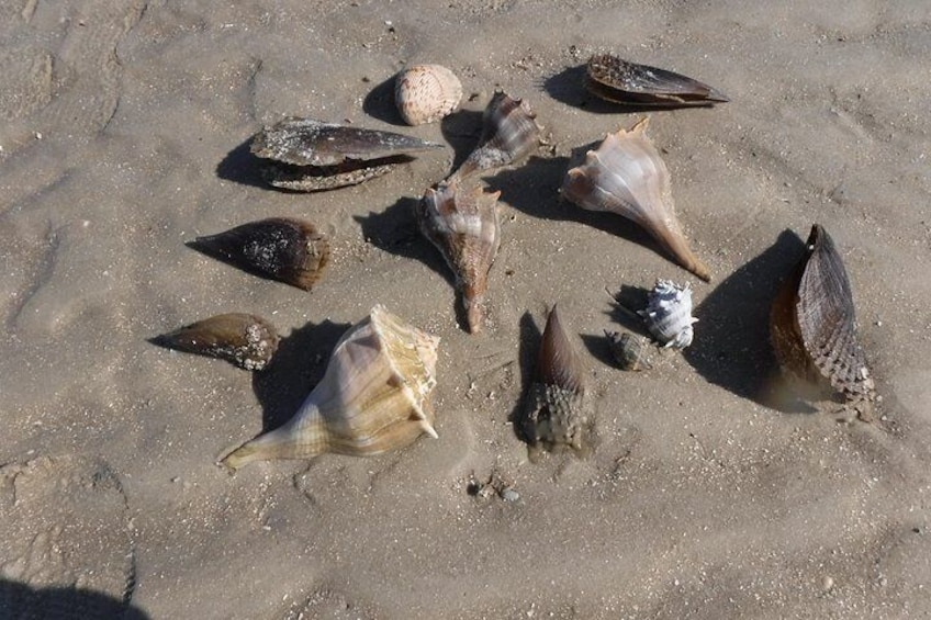 2-hour Shelling Boat Tour in the 10,000 Islands