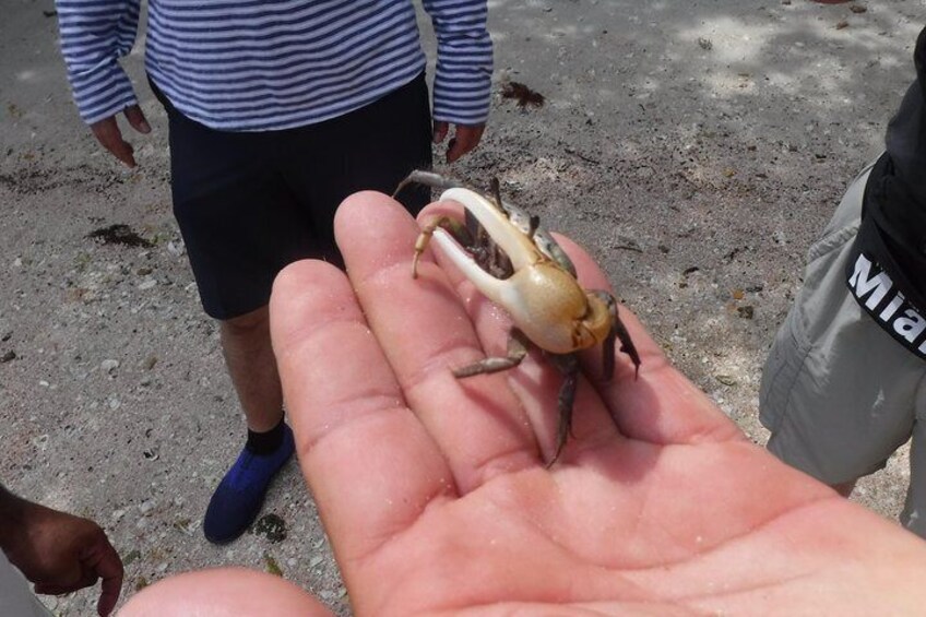 Fiddler Crab