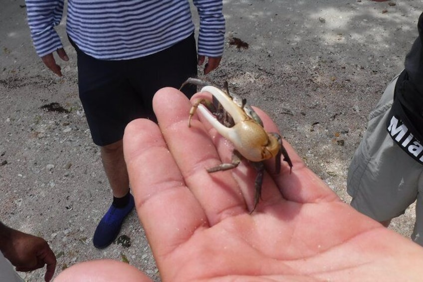 Fiddler Crab