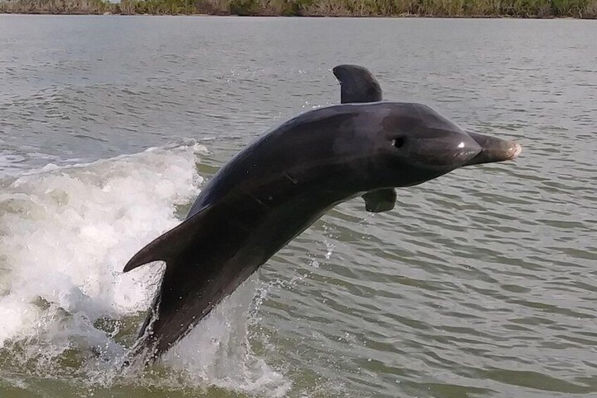Playful Dolphin