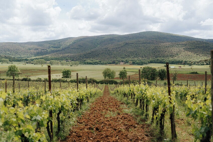 Tuscany Day Trip From Florence With Chianti, Siena and San Gimignano