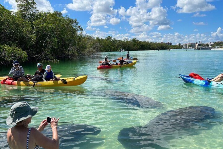 Manatees hanging out on Big Hickory Island 