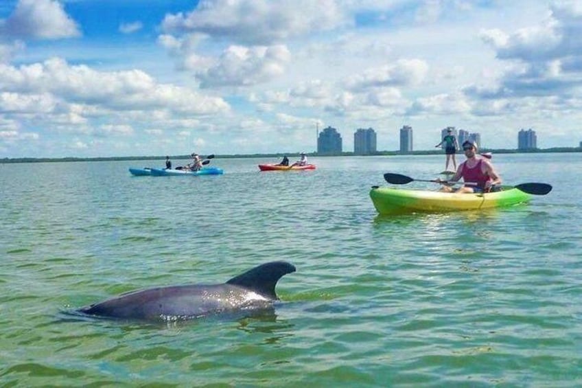 Mangrove Kayak Tour