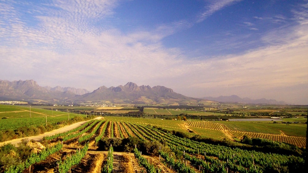 Show item 2 of 9. Stellenbosch vineyard landscape