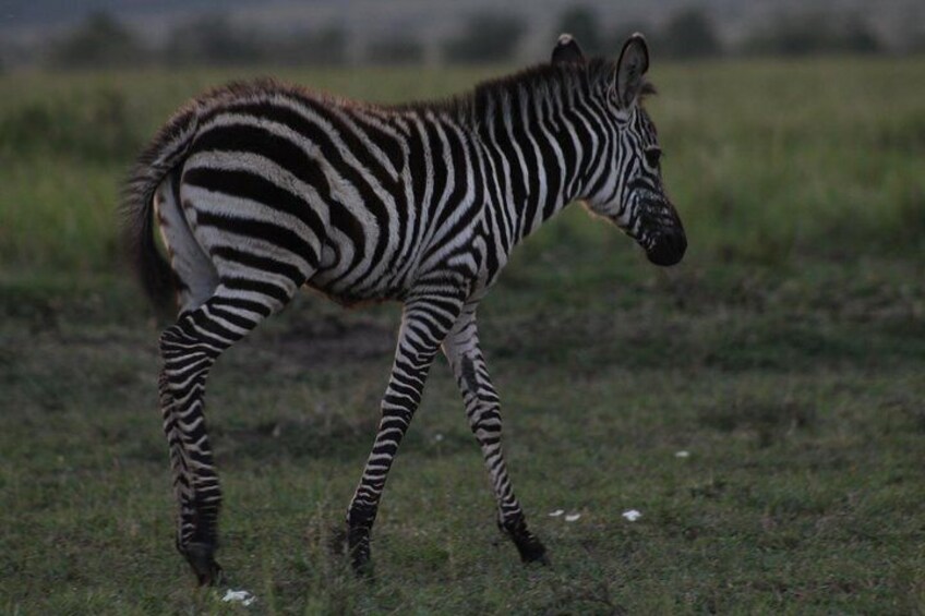 9 Days Samburu- Nakuru- Mara-Naivasha- Amboseli Wild Safari