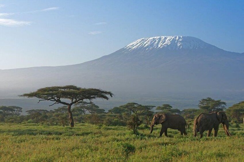 9 Days Samburu- Nakuru- Mara-Naivasha- Amboseli Wild Safari