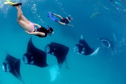 Bali Full-Day Tour to Exploring Nusa Penida Island with Snorkelling From Ba...