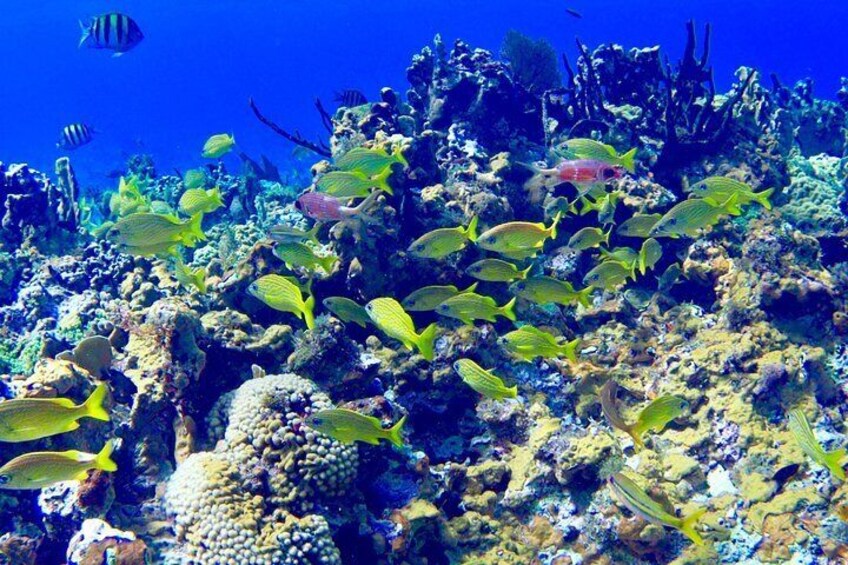 Glass Bottom Boat Ride/Snorkeling/Booby Cay Island from Negril