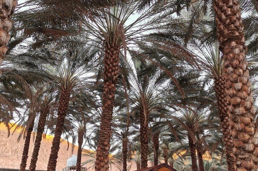 Jeddah City tour history sightseeing in center of the city then coastal tour
