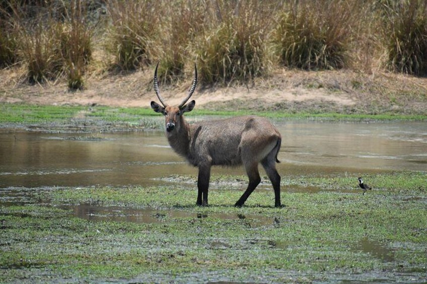 Into the Wild - Yankari Game Reserve