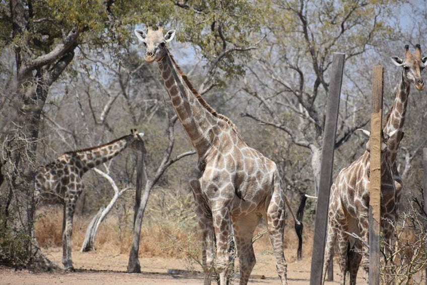 Into the Wild - Yankari Game Reserve