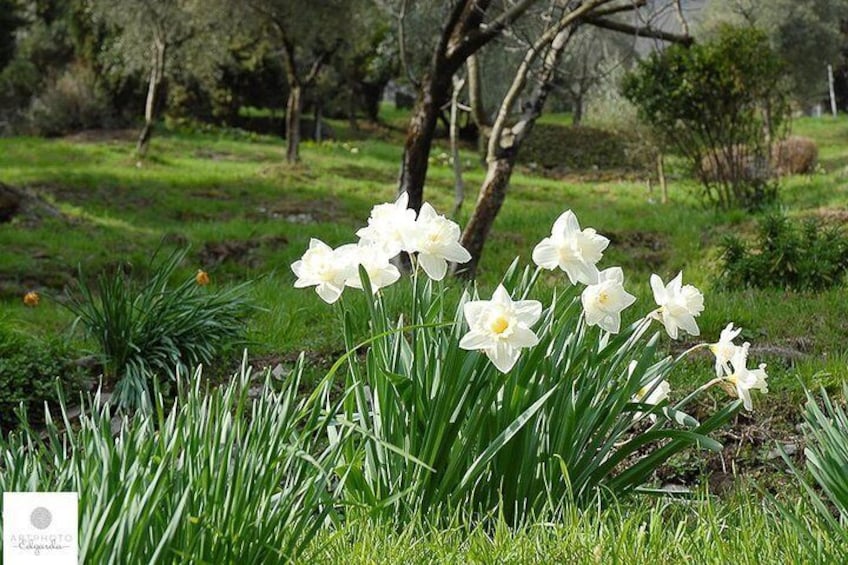 sentiero degli Olivi